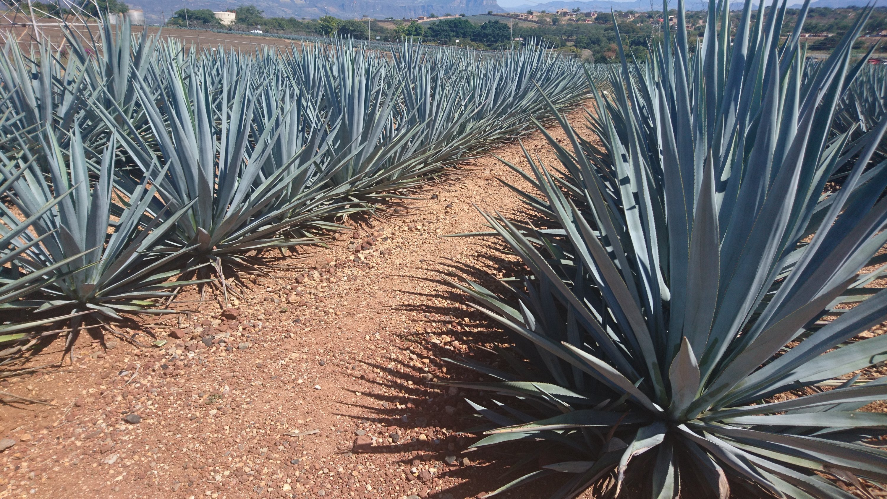 A shot of Tequila
